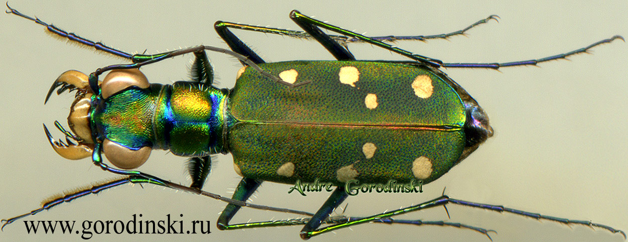 http://www.gorodinski.ru/cicindela/Cosmodela intermedia.jpg